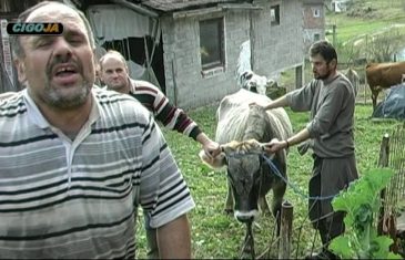 Zmaj od Šipova spasio kravu koja je progutala jabuku (VIDEO)