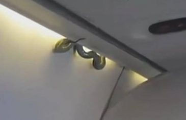 (VIDEO) Panika na 9.000m: Zmija nad glavama putnika aviona