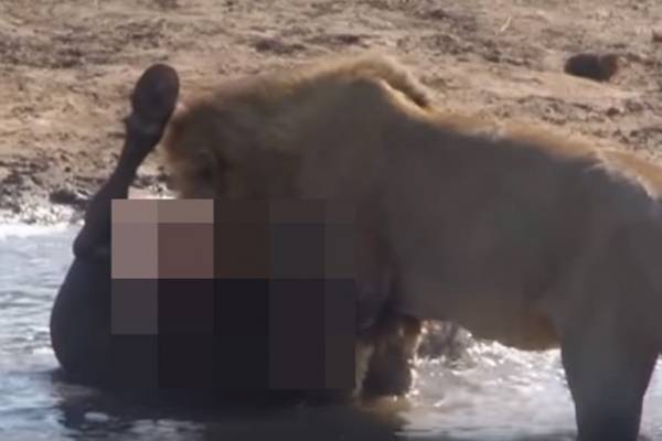 OVAKO NEŠTO JOŠ NISTE VIDELI: Lav brutalno iščupao nerođeno mladunče iz bivola! (VIDEO)