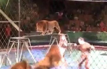 Gledatelji u šoku gledali kako lavovi u cirkusu kidaju krotitelja (VIDEO)
