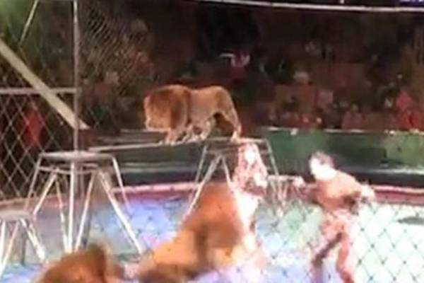 Gledatelji u šoku gledali kako lavovi u cirkusu kidaju krotitelja (VIDEO)