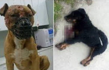Prolaznici bili svjedoci jezivog nasilja nad životinjama: Čovjek brutalno preklao psa da mu skrati muke (UZNEMIRUJUĆI FOTO)
