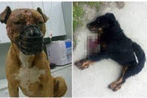 Strava i užas u Hercegovini: Načelnik naredio uklanjanje lutalica s ulica, ubijene pse bacili na deponiju