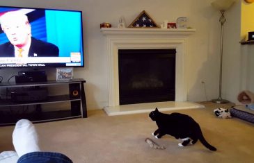 Pogledajte reakciju ove mačke kada se na tv-u pojavio Donald Trump(VIDEO)