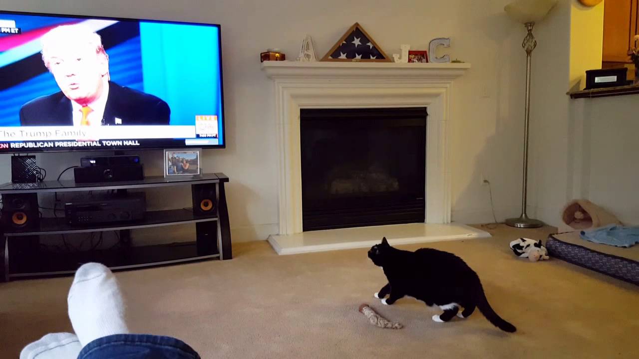 Pogledajte reakciju ove mačke kada se na tv-u pojavio Donald Trump(VIDEO)