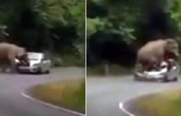 Nestvarna situacija: Slon ih zaustavio, pa im zgnječio auto (VIDEO)