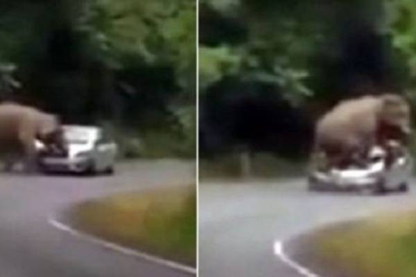 Nestvarna situacija: Slon ih zaustavio, pa im zgnječio auto (VIDEO)
