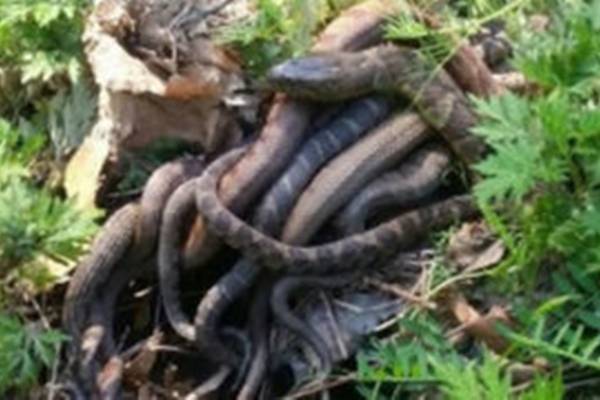 Hercegovački krš je dom najotrovnije i najopasnije zmije u Evropi, a protivotrov se teško nabavlja