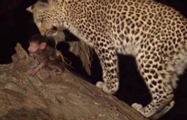 Leopard ubio majmunicu, pa je ugledao njenu bebu. Sljedeći trenutak je …(VIDEO)