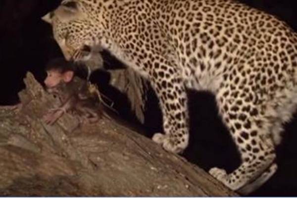 Leopard ubio majmunicu, pa je ugledao njenu bebu. Sljedeći trenutak je …(VIDEO)