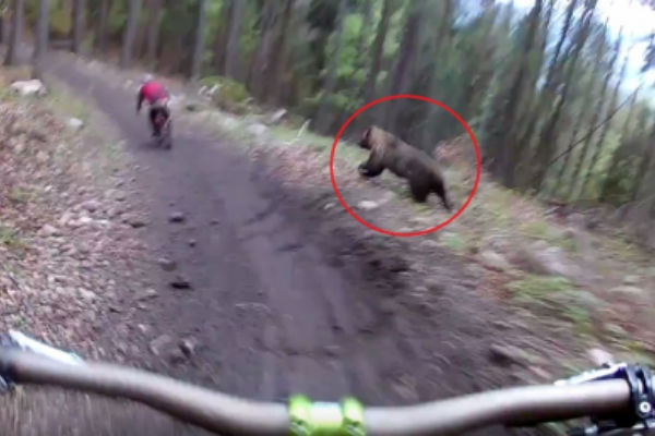 Neočekivano društvo: Medvjed jurio bicikliste (VIDEO)