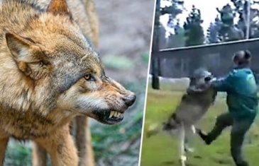 STRAŠNO: Ženu je napao vuk, a pogledajte njenu odbranu!(VIDEO)