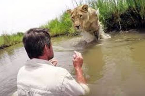 Ušao je u rijeku da se okupa, a onda je ispred njega iskočila odrasla lavica. Ono što će uslijediti…
