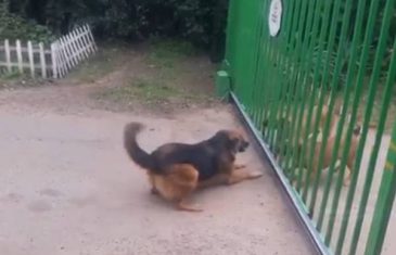 Snimao je ljute pse lutalice kako laju na njegovog psa. Pogledajte šta je uradio vučjak kada mu je otvorio kapiju! (VIDEO)