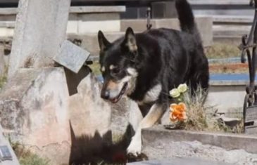 Ovaj pas već 10 godina ne napušta grob svog vlasnika, ali to nije najtužnije