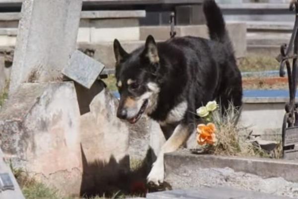 Ovaj pas već 10 godina ne napušta grob svog vlasnika, ali to nije najtužnije