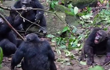 (VIDEO) NIJE MOGAO DA SE OBRANI: čimpanze nemilosrdno udarale vođu kako bi ga uklonile s vlasti