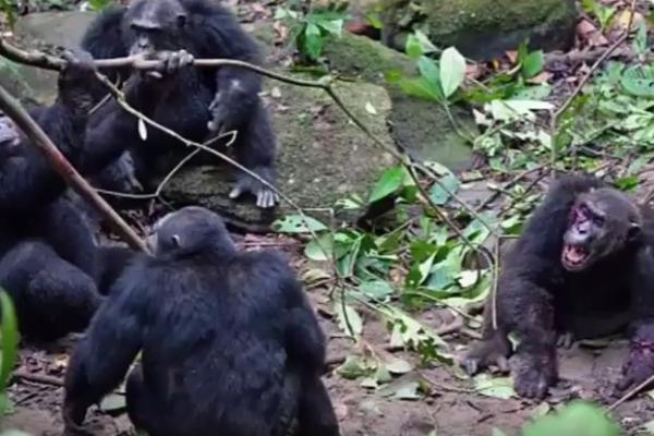 (VIDEO) NIJE MOGAO DA SE OBRANI: čimpanze nemilosrdno udarale vođu kako bi ga uklonile s vlasti