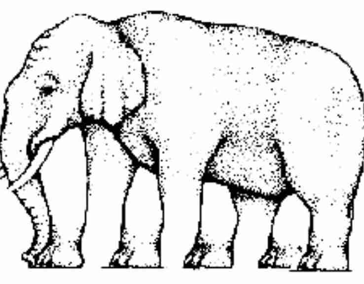 Koliko ovaj slon ima nogu: Kladimo se da ćete i vi odgovoriti pogrešno