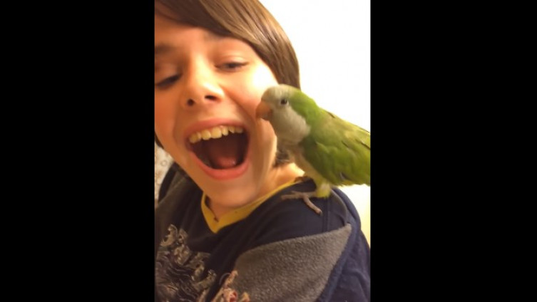 Papagaj vadi dječaku zub: Kamera sve snimila….