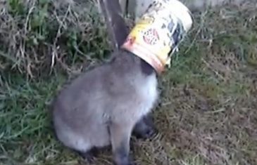 Muškarac oslobodio malu lisicu kojoj je glava ostala u konzervi: POGLEDAJTE ŠTO SE DOGODILO NAKON TOGA! (VIDEO)