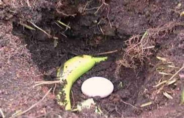 Bananu i  jaje zakopao je u dvoristu EVO ŠTA SE DESILO NAKON TOGA 100% ćete i Vi uraditi isto