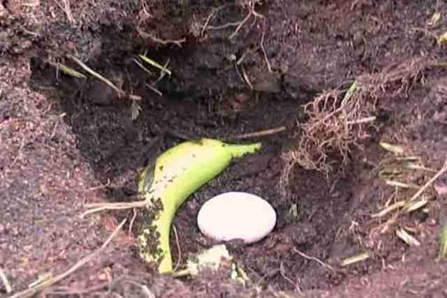 Bananu i  jaje zakopao je u dvoristu EVO ŠTA SE DESILO NAKON TOGA 100% ćete i Vi uraditi isto