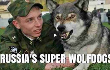 RUSKI NAUČNICI ukrstil psa i krvoločnu zvjer, i NAPRAVILI HIBRIDE koje ČUVAJU U TAJNOSTI kao SPECIJALNO ORUŽJE!