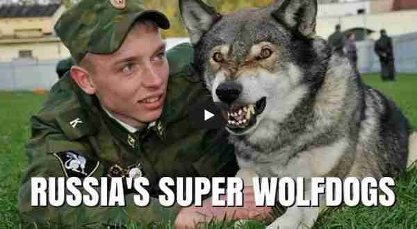 RUSKI NAUČNICI ukrstil psa i krvoločnu zvjer, i NAPRAVILI HIBRIDE koje ČUVAJU U TAJNOSTI kao SPECIJALNO ORUŽJE!