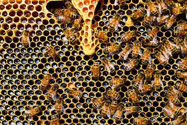 MISTERIJA U GRČKOJ: Pobožni pčelar stavio ikone u košnice, kada ih je otvorio VIDIO JE ČUDO