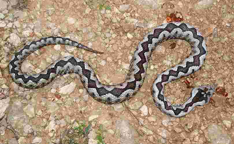 IZLETNICI OPREZ: Toplo vrijeme izmamilo otrovne zmije, na Trebeviću primijećeni poskoci