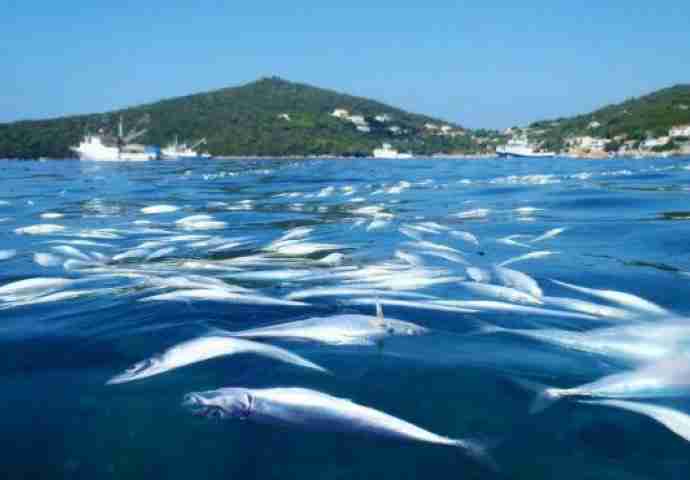 UŽAS NA POZNATOJ HRVATSKOJ PLAŽI: Gomile mrtvih riba plutaju okolo, turisti strahuju od najgoreg