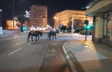 JE LI OVO PRAVO LICE SARAJEVA: Pogledajte kako su centrom glavnog grada sinoć bezbrižno šetali konji!?