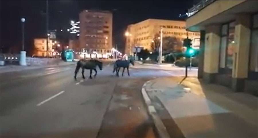 JE LI OVO PRAVO LICE SARAJEVA: Pogledajte kako su centrom glavnog grada sinoć bezbrižno šetali konji!?