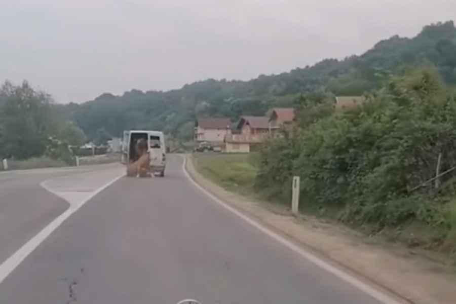 NEVJEROVATAN VIDEO IZ SREBRENIKA KRUŽI INTERNETOM: Vozaču krava ispala iz kombija, pogledajte šta je uradio…