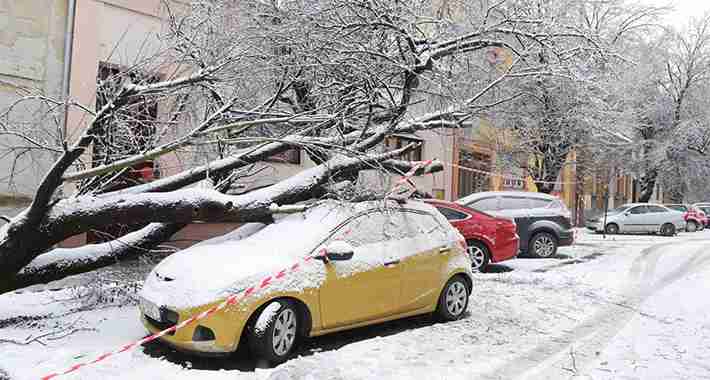 Znate li da možete naplatiti štetu uzrokovanu padom drveta ili grane na automobil